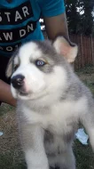 Sibiřský husky