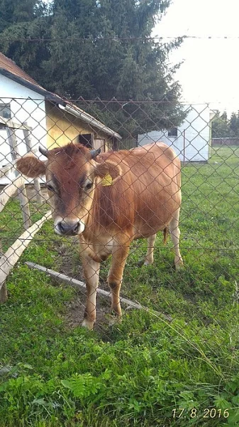 prdej jalovice Jersey  100%