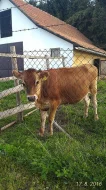 prdej jalovice Jersey  100%