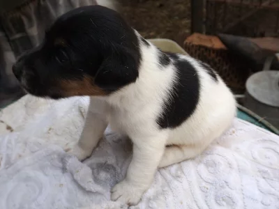 štěňata hladkosrstého foxteriéra
