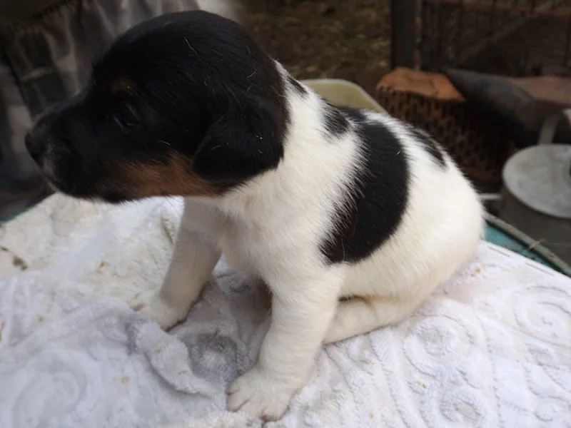 štěňata hladkosrstého foxteriéra