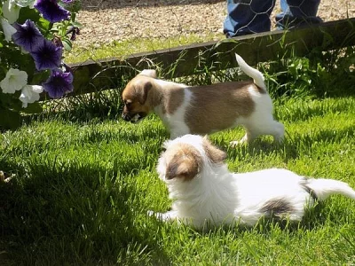 náklonnost mužské a ženské štěňata Jack Russell