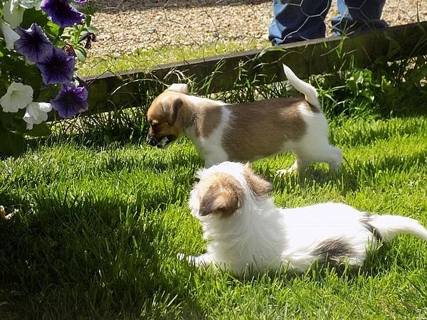 náklonnost mužské a ženské štěňata Jack Russell