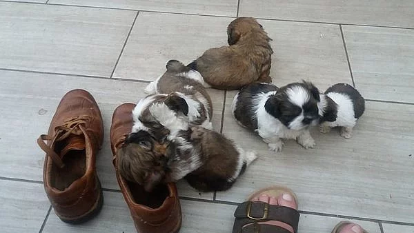 Láskyplný Shih-Tzu štěňata