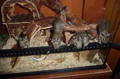 Osmák degu