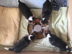 Rozkošní bíglíci hledají partˇáka do nepohody