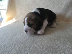 Rozkošní bíglíci hledají partˇáka do nepohody