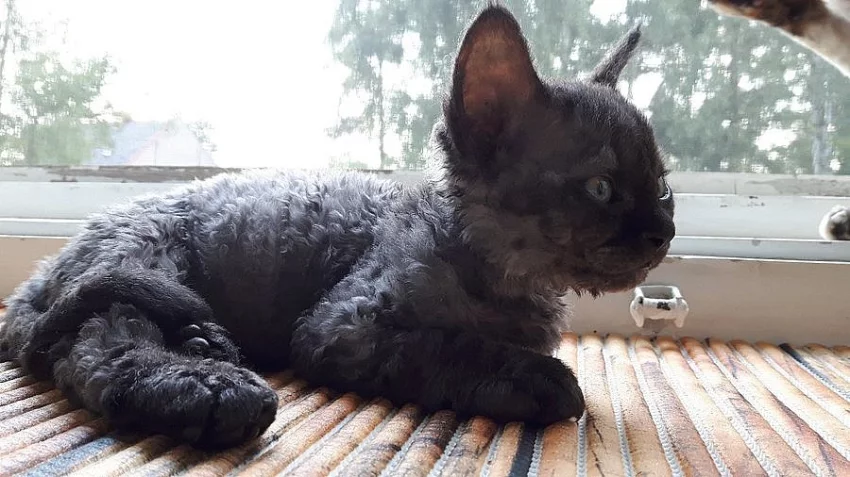 Devon rex - ušatý skřítek- s PP