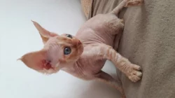 Devon rex - ušatý skřítek- s PP