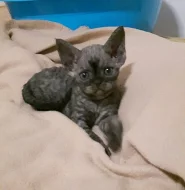 Devon rex - ušatý skřítek- s PP