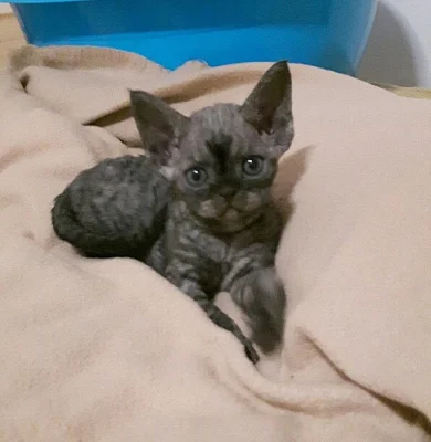 Devon rex - ušatý skřítek- s PP