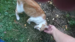Myšilovky
