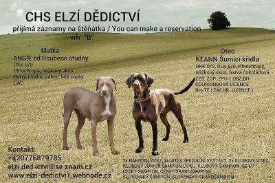 Louisiansky leopardi pes