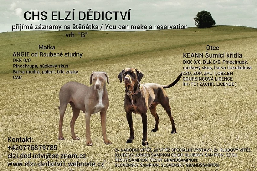 Louisiansky leopardi pes