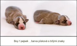 Whippet štěňátka