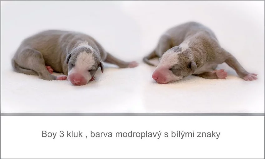 Whippet štěňátka