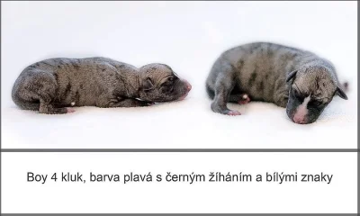 Whippet štěňátka