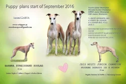 Whippet štěňátka