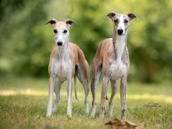 Whippet štěňátka