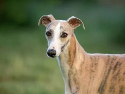 Whippet štěňátka