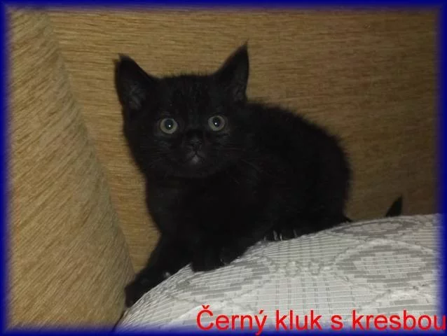 Britská koťátka bez PP