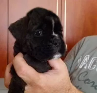 Štěňata boxera s PP