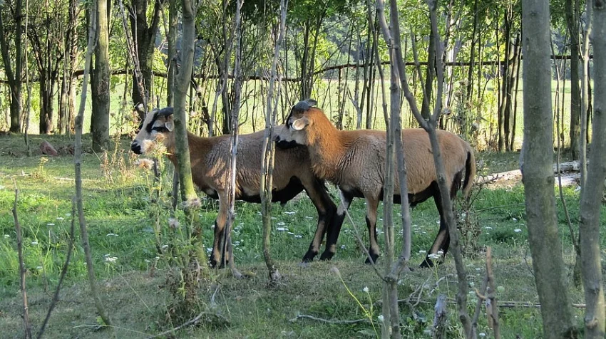 Kamerunsky beran