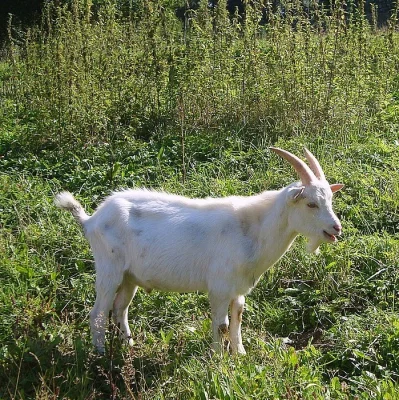 Prodám kozla