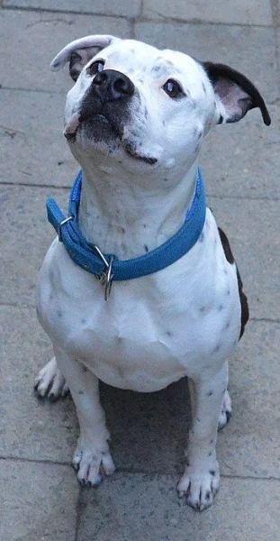 Pitbull krytí