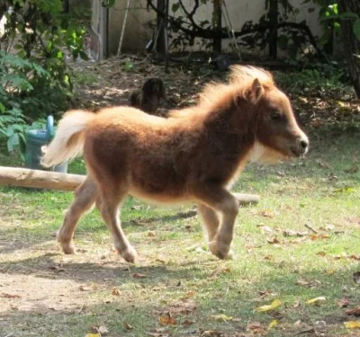 Miniaturní kůň