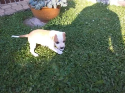Americký pitbullteriér s PP