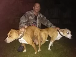 Americký pitbullteriér s PP