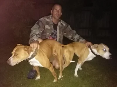 Americký pitbullteriér  s PP