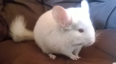 Miminka činčily