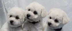 Bišonek - Bichon Frisé