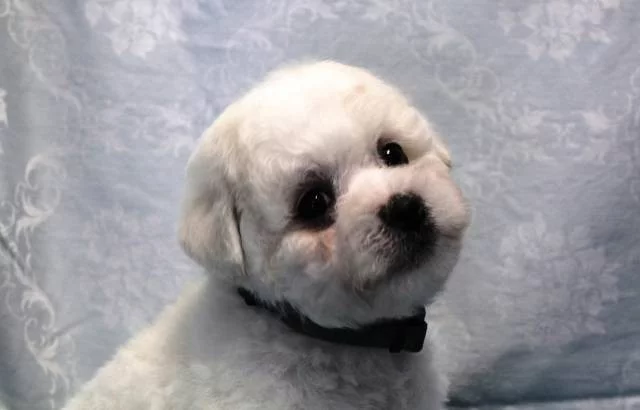 Bišonek - Bichon Frisé