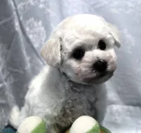 Bišonek - Bichon Frisé