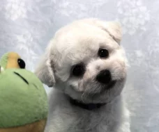 Bišonek - Bichon Frisé