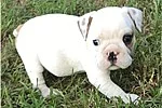 french bulldog štěňata