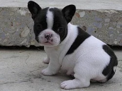 french bulldog štěňata