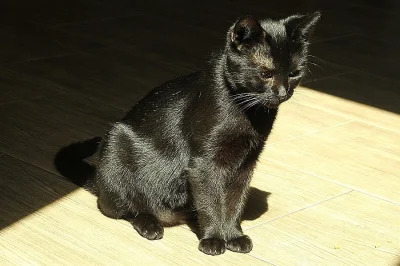 Milá a přátelská Kešmeš hledá nový domov!
