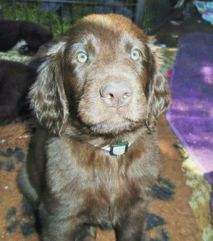 Flat coated retriever hnědý s PP