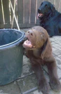 Flat coated retriever hnědý s PP