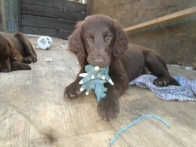 Flat coated retriever hnědý s PP