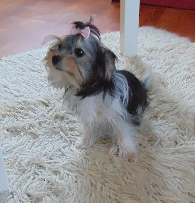 Biewer yorkshire terrier - fenečka s PP