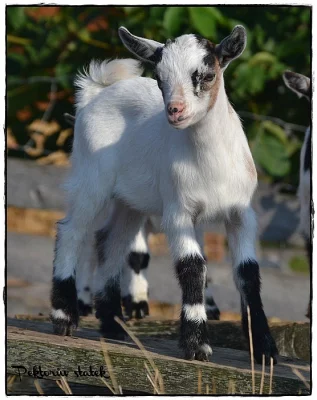 Holandská zakrslá koza