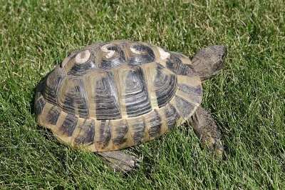 Prodám samce želvy zelenavé (Testudo hermanni)