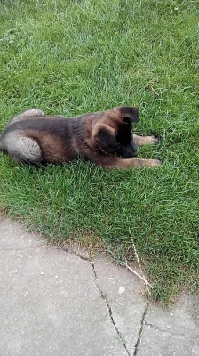 ŠTĚNĚ