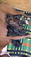 Prodám čistokrevná štěňata Amerického pitbulteriéra