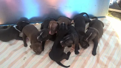 Prodám čistokrevná štěňata Amerického pitbulteriéra